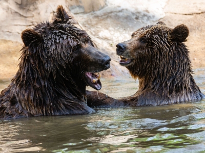 Brown bear - De Zonnegloed - Animal park - Animal refuge centre 